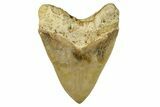 Serrated, Fossil Megalodon Tooth - Indonesia #279198-2